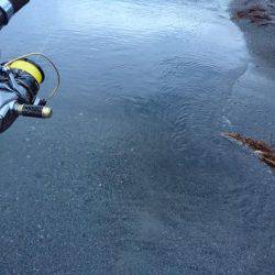 サーフコウイカマスター