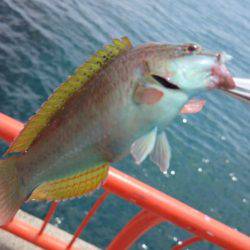 エギング撃沈、胴突きオカズ