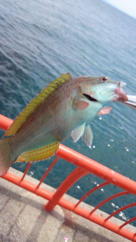 エギング撃沈、胴突きオカズ