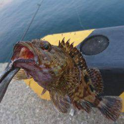 ライトショアジギ