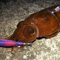 魚の活性は低かった