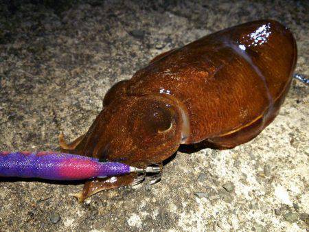 魚の活性は低かった