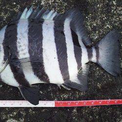 青物まだかな～