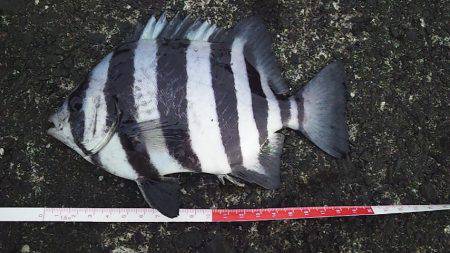 青物まだかな～