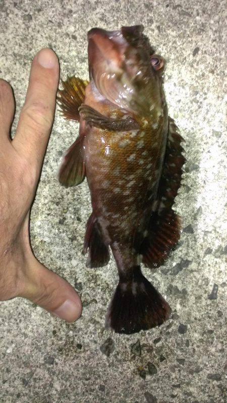 ガシラ保険は安全確実