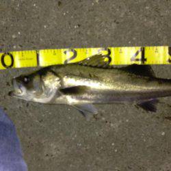 バチ抜けももう終わり?