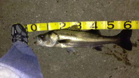 バチ抜けももう終わり?