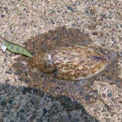 アオリには会えず