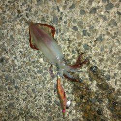 コウイカしか釣れない