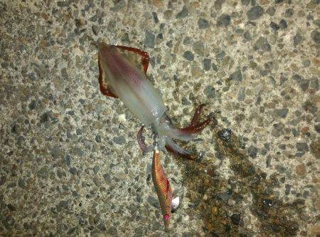 コウイカしか釣れない