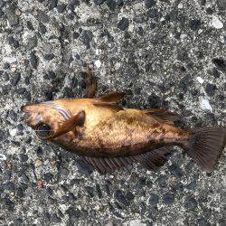 なんとかボウズは…、