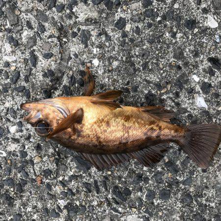 なんとかボウズは…、