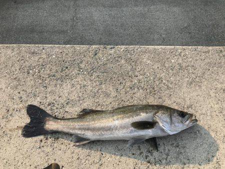 ショアジギング