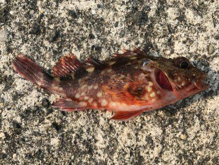 食いが渋かった