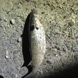 結局、ボラ釣り