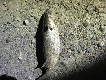 結局、ボラ釣り