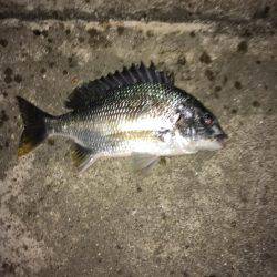 梅雨時期の短時間釣行