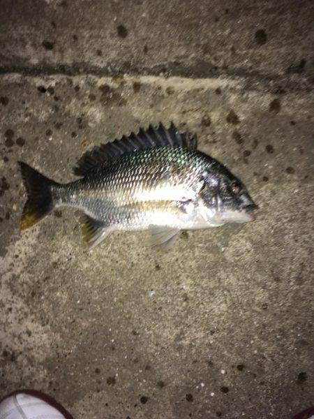 梅雨時期の短時間釣行