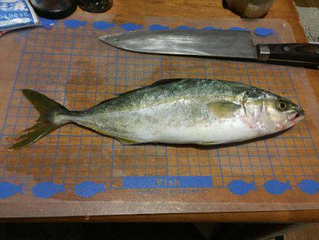 ツバス初ゲット