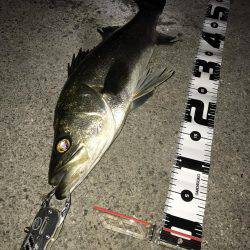 シーバスハンター