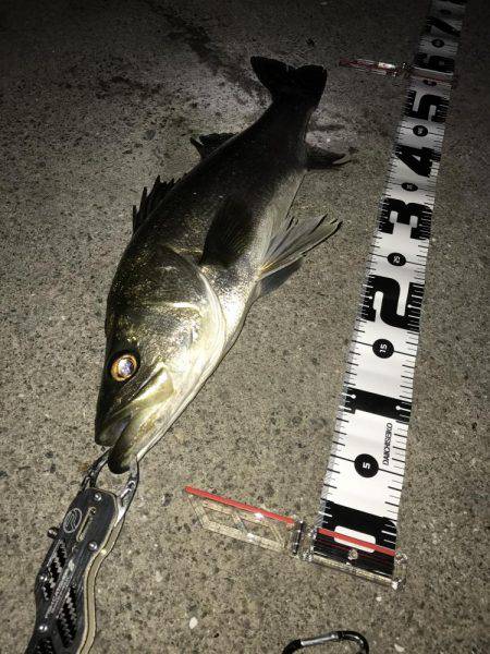 シーバスハンター