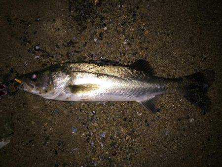 キビレ調査　ＮＯ，１７