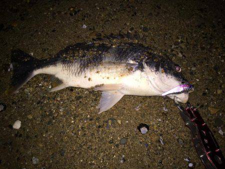 キビレ調査　ＮＯ，１８