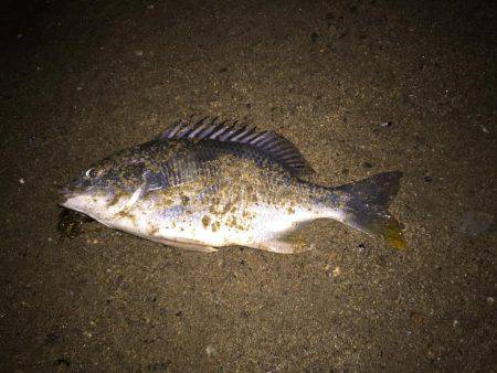 キビレ調査　ＮＯ，２２