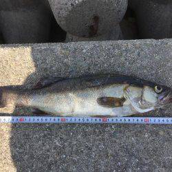 ツーバス&シーバス