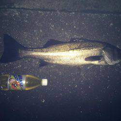 久しぶりのシーバス