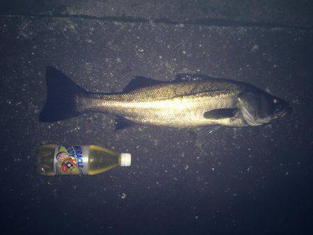 久しぶりのシーバス