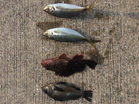 そろそろ少なくなってきた