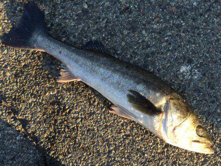 エビ撒き、イソメ、72cmのスズキゲット！…