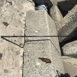 のべ竿を使いたくて使いたくて！