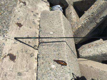 のべ竿を使いたくて使いたくて！