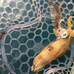 室戸エギング！2017.6.12