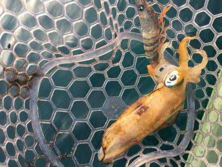 室戸エギング！2017.6.12