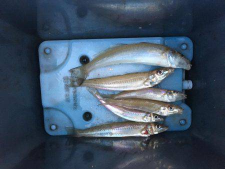 宇佐投げ釣り！2017.6.15