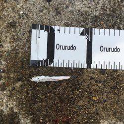 ツバス活性高し