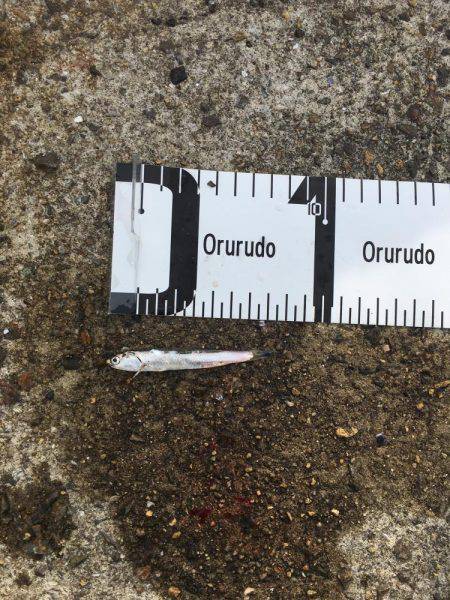 ツバス活性高し