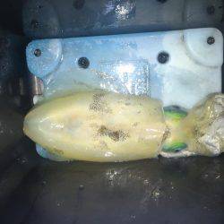 宇佐エギング！2017.6.15