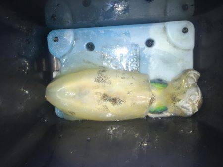 宇佐エギング！2017.6.15