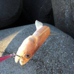 ランガンソルティング