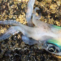 めちゃ久々のヤエン。