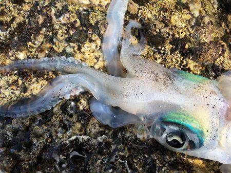 めちゃ久々のヤエン。