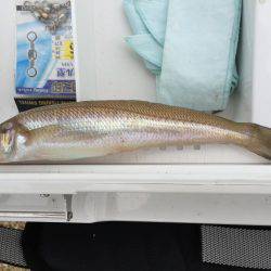 キスが釣りたい