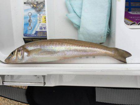 キスが釣りたい