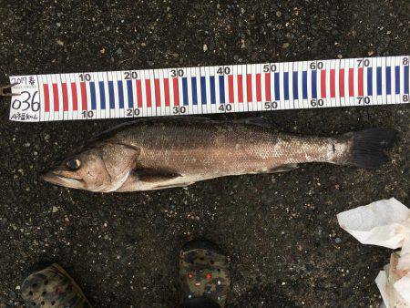 バイブレーション