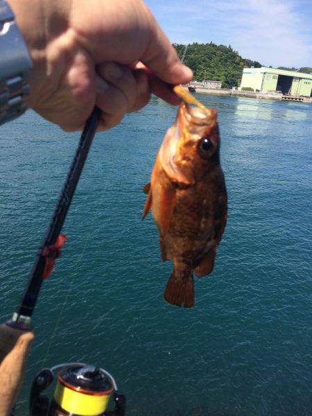 来島・小島で惨敗、、、