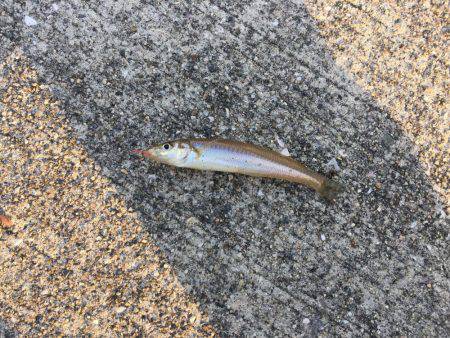 淡路島キス釣り＋いつもの…